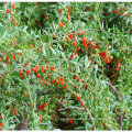 Мушмула Органические Травы Красный Gojiberry